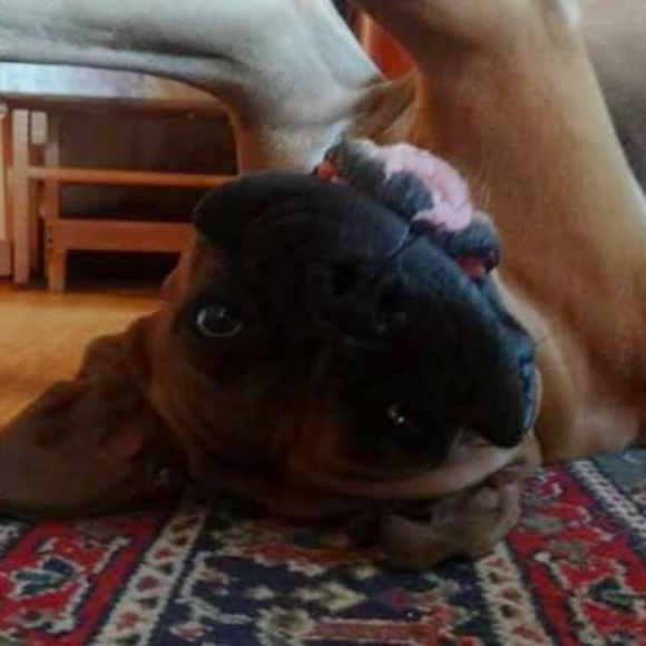 Meet your Posher, Tabitha - Picture 1 of 1